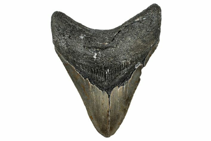 Serrated, Fossil Megalodon Tooth - North Carolina #351755